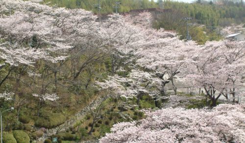 迫力の桜ライトアップ！名湯・有馬温泉で桜の通り抜けも同時開催