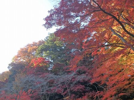 京王高尾山温泉 極楽湯で温泉につかる、紅葉シーズンの込み具合チェック
