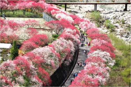 【月川温泉】花桃の開花状況は？無料駐車場はどこにあるの？