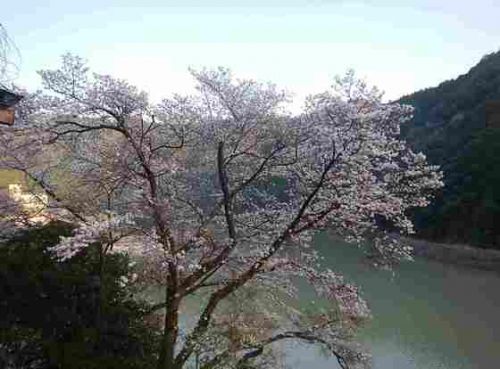 十津川温泉郷の桜