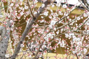 【桜の開花情報】春の神の湯温泉散策！