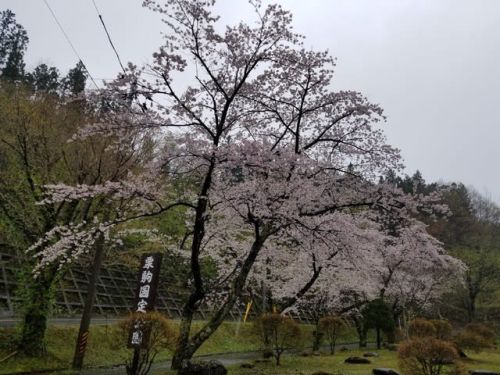 栗駒　駒の湯温泉に今春も行ってきました（2019年4月末）