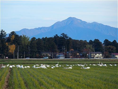 １泊２日プチ湯治 湯田川温泉、１日目