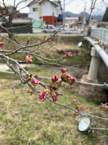 2020年川渡温泉 河川敷の菜の花畑と桜の開花情報